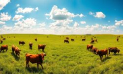 JBS Eleva Lucro em 60,6% e Anuncia Investimentos Estratégicos: O Que Isso Significa para o Futuro da Carne?