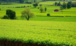 As 5 mudanças no mercado agrícola que podem impactar seus investimentos em milho e soja!