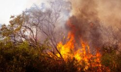 Com parceria de órgãos ambientais, Aiba lança Guia de Emergência em Incêndios Florestais