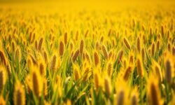 Milho: A Oportunidade de Ouro da Argentina para Transformar sua Economia!