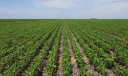 Programa Agro Plus recebe selo do Ministério da Agricultura em reconhecimento por boas práticas agrícolas