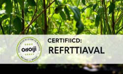 CJ Selecta revela plano audacioso: dobrar a compra de soja certificada e transformar o futuro sustentável do Brasil!