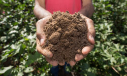 A busca pela estabilidade climática começa no solo