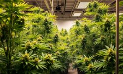 Como Sobreviver à Queda do Mercado de Cannabis: 5 Estratégias Que Podem Transformar Desafios em Oportunidades