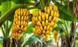 Bananicultores alertam: Abertura do mercado para bananas equatorianas ameaça safra brasileira e 500 mil famílias