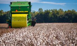 Dia Mundial do Algodão: Brasil é líder em exportação e produção sustentável