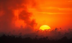 Incêndios Florestais na Bahia: Como a Comunidade Pode Agir e Proteger o Cerrado em 5 Passos Essenciais