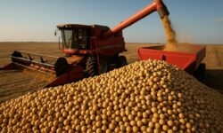China Retoma Compras de Soja Americana e Eleva Preços