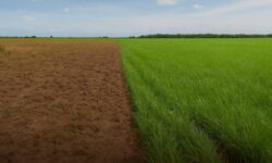 Como Brasil e Japão Transformarão Pastagens Degradadas em Soluções Sustentáveis para o Agronegócio