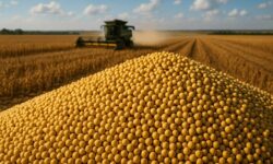 Safra de Soja no Brasil Queda nas Projeções, Mas Oportunidade de Ouro à Vista