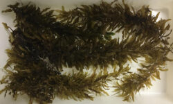 Rede de pesquisa internacional aposta em algas marinhas como alimento sustentável do futuro