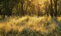 Cerrado em Colapso: Como o Desmatamento Está Destruindo a Soja e Levando a Perdas Bilionárias