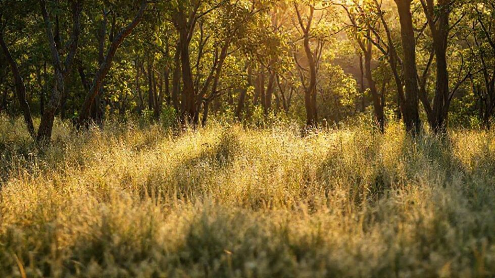 Cerrado em Colapso: Como o Desmatamento Está Destruindo a Soja e Levando a Perdas Bilionárias