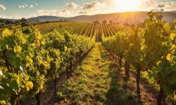 Descubra o Dolcetto: 5 Razões Para Não Deixar Este Vinho do Piemonte de Lado