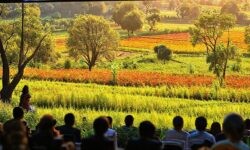 Como o Brasil Pode Liderar a Revolução da Bioeconomia: 5 Estratégias Inovadoras para um Futuro Sustentável