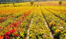 Revolução no Campo: Como a Mosaic Vai Transformar a Fertirrigação e Aumentar a Produtividade Agrícola em 4 Passos Essenciais