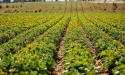 De Piloto a Agricultor: Como Walter Hernández Está Transformando a Produção de Batatas e Preparando o Brasil para uma Revolução Verde