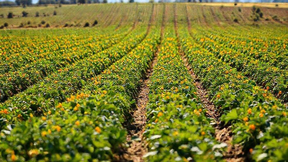 De Piloto a Agricultor: Como Walter Hernández Está Transformando a Produção de Batatas e Preparando o Brasil para uma Revolução Verde