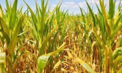 A Revolução do Açúcar: 3 Fatores que Transformarão a Indústria e Desafios para o Brasil