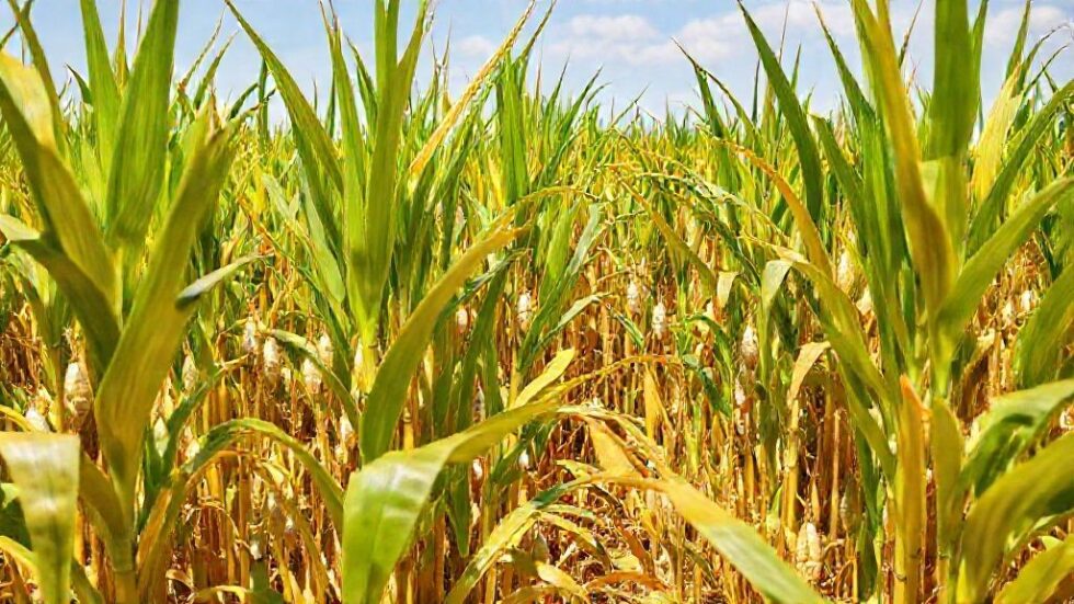 A Revolução do Açúcar: 3 Fatores que Transformarão a Indústria e Desafios para o Brasil