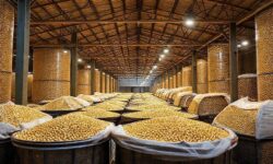 Estoques Recordes na China: Como o Excedente de 10,3 Milhões de Toneladas de Soja Está Desafiando os EUA e Impactando o Mercado Global