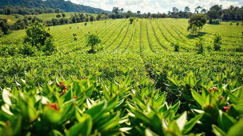 Revolução do Café: Como R$ 1 Bilhão Transformará a Agricultura em Minas Gerais e Fará História na Sustentabilidade