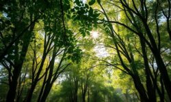 5 Estratégias Cruciais da Suzano para Garantir um Futuro Sustentável e Lucrativo na Indústria de Celulose