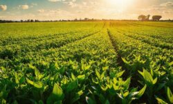 A batalha comercial entre Europa e Mercosul: 5 razões que podem adiar o tão esperado acordo