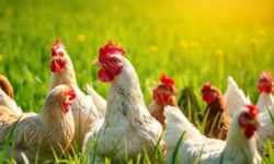 A Gripe Aviária Ameaça a Europa: 5 Fatos Cruciais que Você Precisa Saber para Proteger sua Saúde e Alimentação