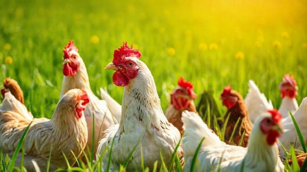 A Gripe Aviária Ameaça a Europa: 5 Fatos Cruciais que Você Precisa Saber para Proteger sua Saúde e Alimentação