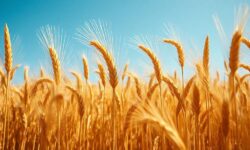 Coreia do Sul Compra 70 Mil Toneladas de Trigo: O Que Isso Significa para o Comércio Global?