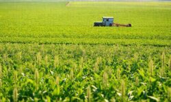 Revelações Impactantes: Como a Grassi Pode Transformar a Vicentin e o Setor de Grãos na Argentina