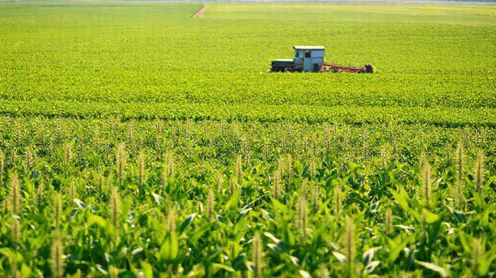 Revelações Impactantes: Como a Grassi Pode Transformar a Vicentin e o Setor de Grãos na Argentina