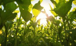 O Futuro da Soja: China e Seus Leilões Estratégicos que Podem Transformar o Mercado Global