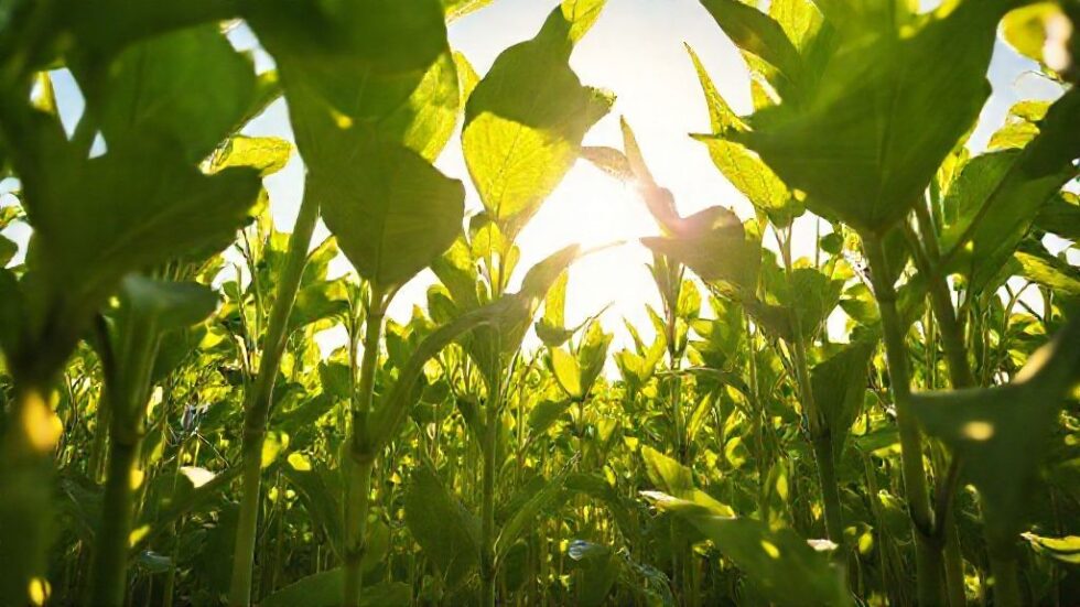 O Futuro da Soja: China e Seus Leilões Estratégicos que Podem Transformar o Mercado Global