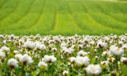 Agricultores da UE lutam contra acordos comerciais que ameaçam a produção rural e a sustentabilidade ambiental