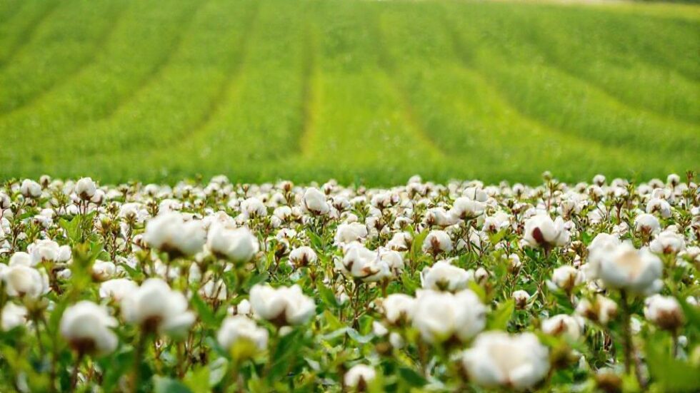 Agricultores da UE lutam contra acordos comerciais que ameaçam a produção rural e a sustentabilidade ambiental