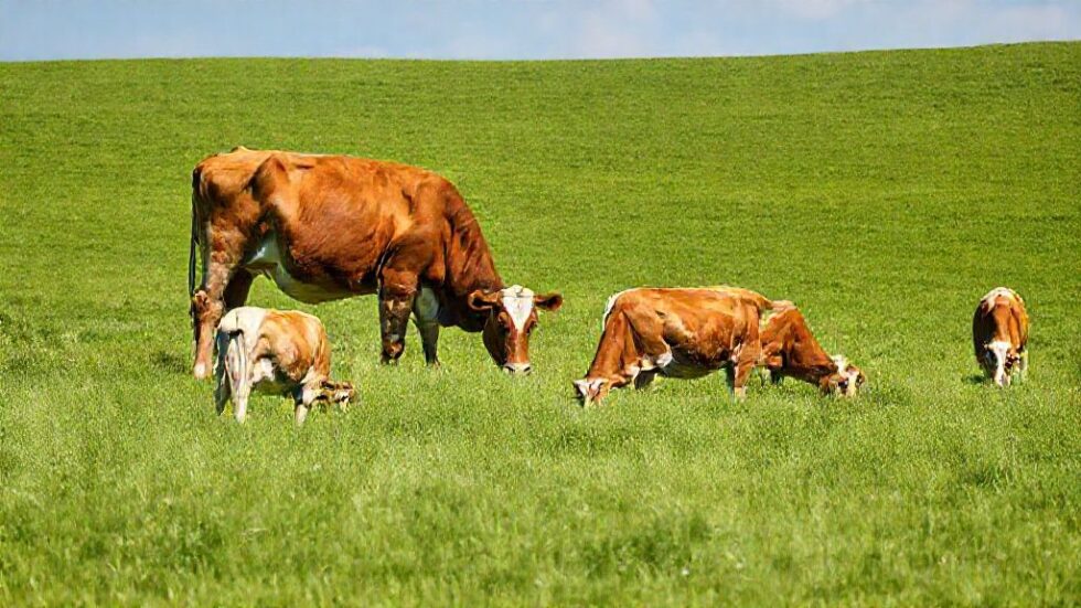 Barreiras Econômicas e Tecnológicas: Como Impedimentos na Rastreabilidade Individual de Bovinos Afetam a Pecuária Brasileira