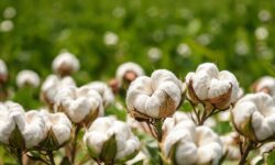 Brasil conquista 500 mercados e projeta US$ 37 bilhões em negócios para o agronegócio no cenário global