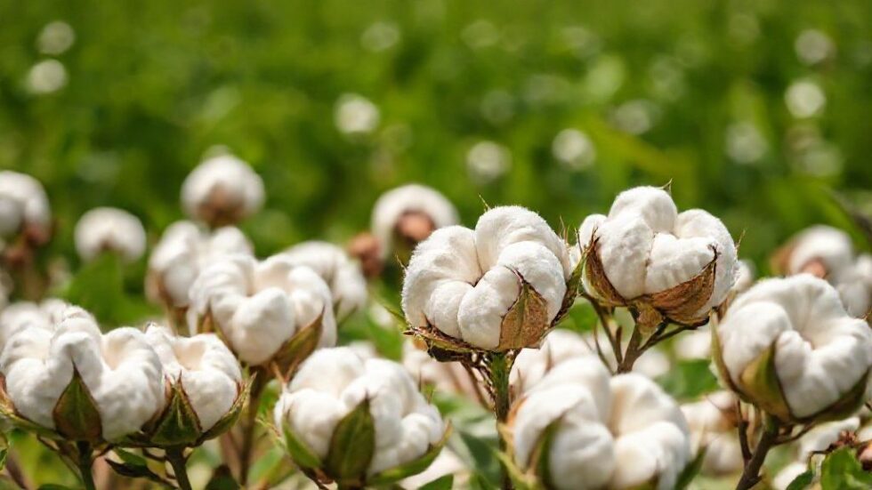 Brasil conquista 500 mercados e projeta US$ 37 bilhões em negócios para o agronegócio no cenário global