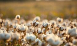 Celebre o Fim de Ano com uma Ceia Vegana Irresistível: Receitas que Encantam o Paladar!