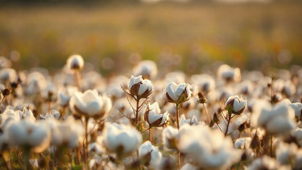 Celebre o Fim de Ano com uma Ceia Vegana Irresistível: Receitas que Encantam o Paladar!
