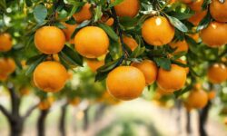 Desafios na Indústria de Laranja: Como a Queda na Safra Pode Transformar o Mercado de Suco e Impactar sua Mesa