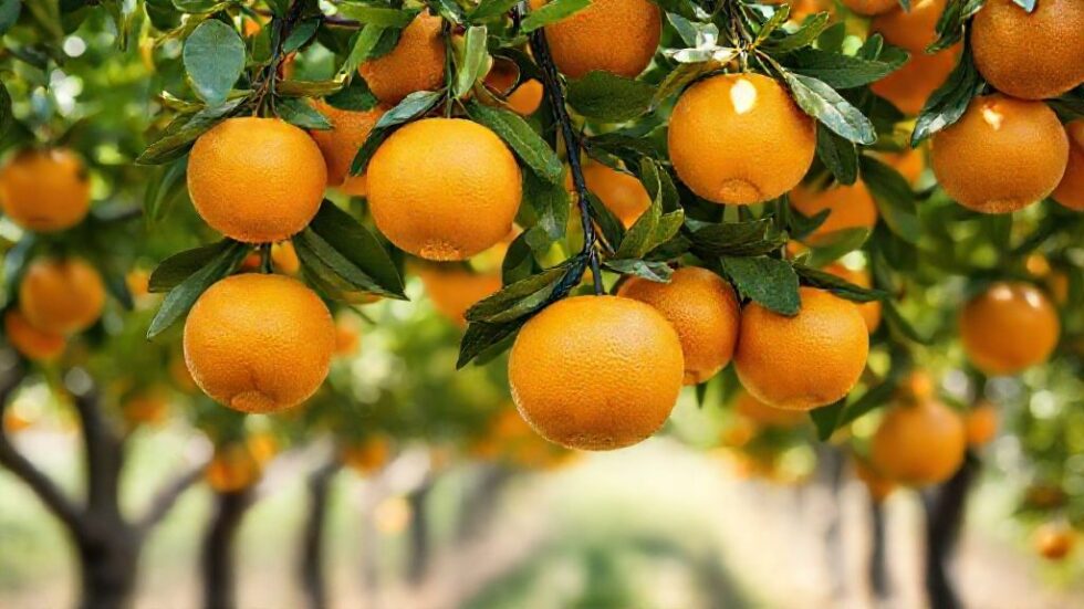 Desafios na Indústria de Laranja: Como a Queda na Safra Pode Transformar o Mercado de Suco e Impactar sua Mesa