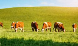 Impacto Surpreendente: Fechamento da JBS na Califórnia e suas Consequências para a Indústria de Carnes