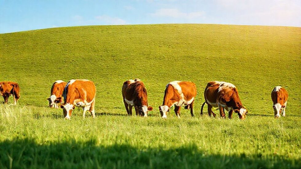 Impacto Surpreendente: Fechamento da JBS na Califórnia e suas Consequências para a Indústria de Carnes