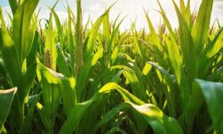 Inpasa impulsiona liderança no etanol de milho com investimento recorde de R$ 3,5 bilhões em expansão no Brasil