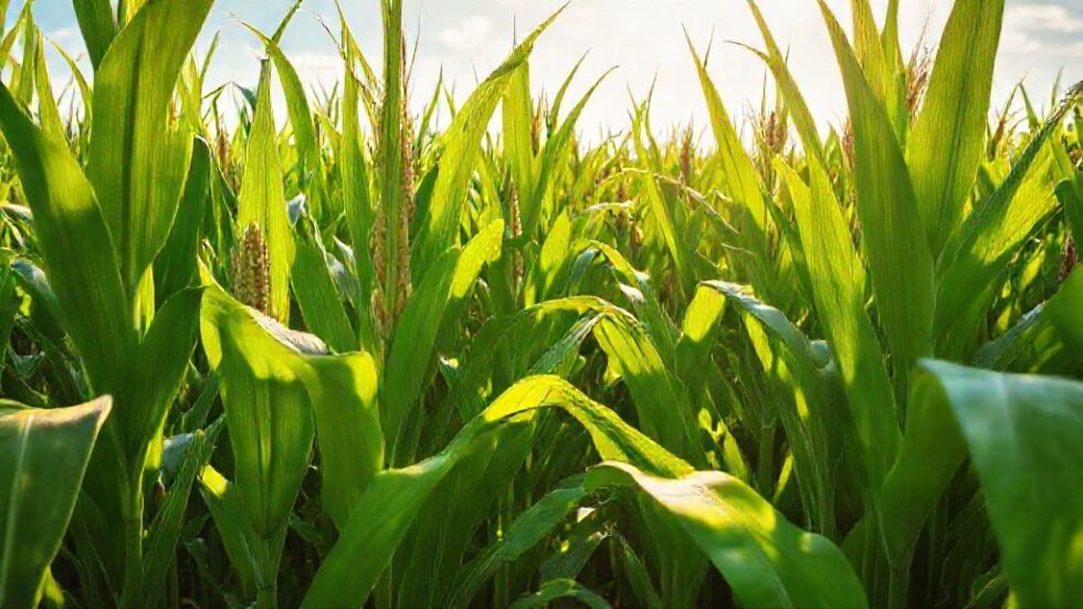 Inpasa impulsiona liderança no etanol de milho com investimento recorde de R$ 3,5 bilhões em expansão no Brasil