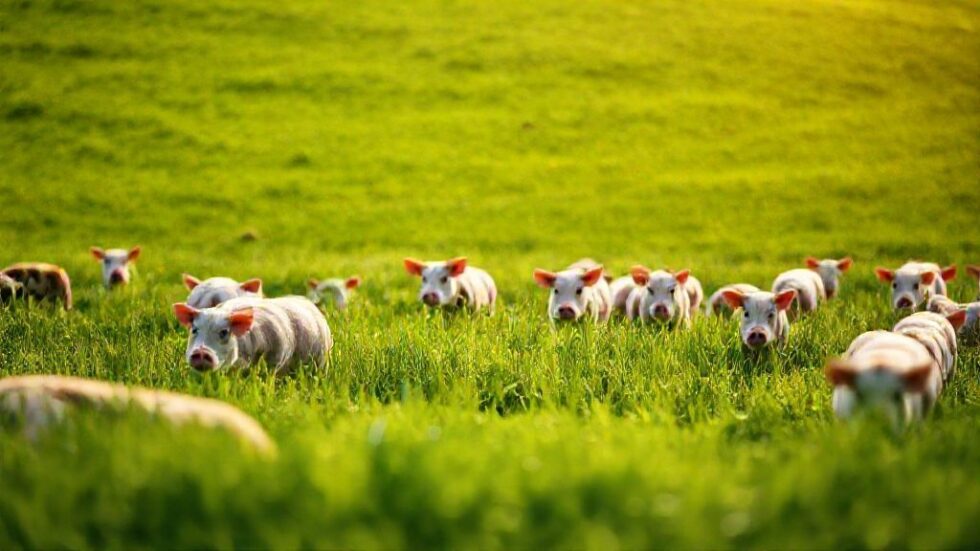 China Alivia Tarifas sobre Carne Suína da UE: O Que Isso Significa para o Agronegócio Europeu?