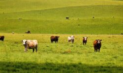 Mato Grosso Eleva a Exportação de Carne Bovina: Descubra os 3 Fatores que Transformaram o Setor em um Potência Global!